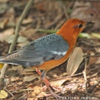 Turdidae